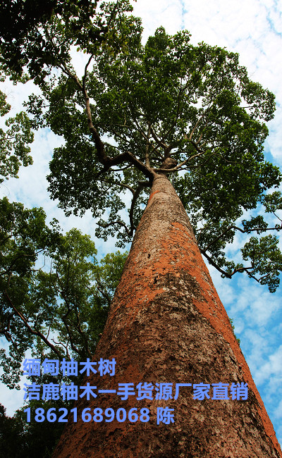 55b4f9b1xcfb956bb5466&690_副本.jpg